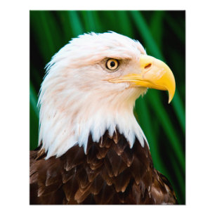 Bald Eagle Portrait Foto Afdruk