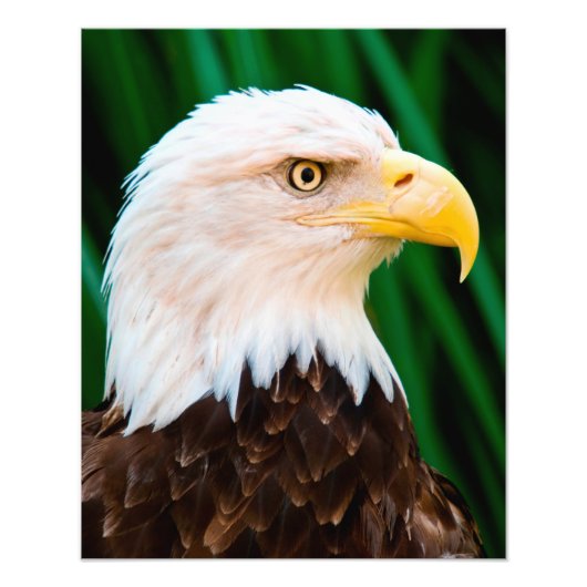 Bald Eagle Portrait Foto Afdruk (Voorkant)