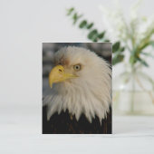 Bald Eagle Portrait Foto Briefkaart (Staand voorkant)