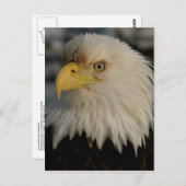 Bald Eagle Portrait Foto Briefkaart (Voorkant / Achterkant)