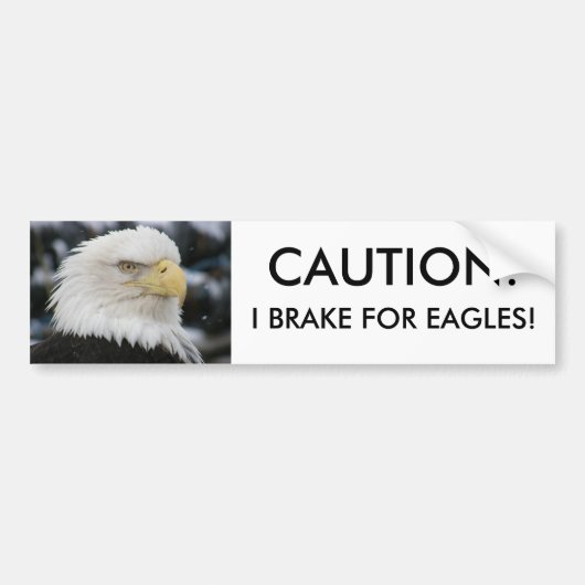 Bald Eagle Portrait Foto Bumpersticker (Voorkant)