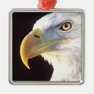 Bald Eagle Portrait, Haliaeetus leucocephalus, Metalen Ornament