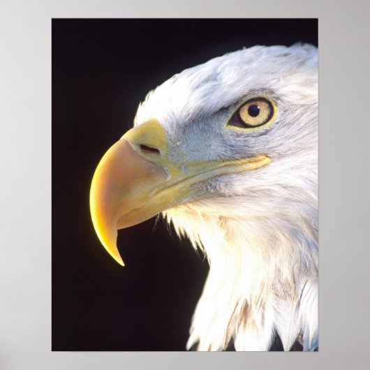 Bald Eagle Portrait, Haliaeetus leucocephalus, Poster (Voorkant)