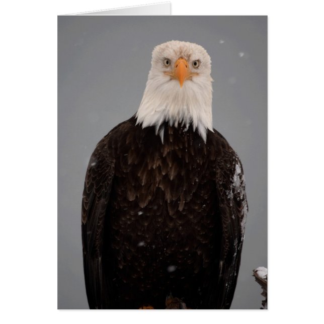 Bald Eagle Portrait in the Snow, Haliaeetus (Voorkant)