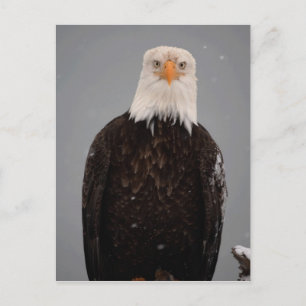 Bald Eagle Portrait in the Snow, Haliaeetus Briefkaart