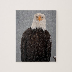 Bald Eagle Portrait in the Snow, Haliaeetus Legpuzzel