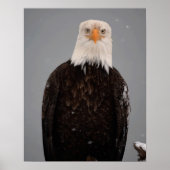 Bald Eagle Portrait in the Snow, Haliaeetus Poster (Voorkant)