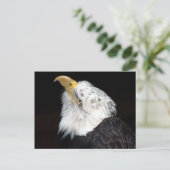 Bald Eagle Portriat Briefkaart (Staand voorkant)