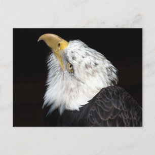 Bald Eagle Portriat Briefkaart