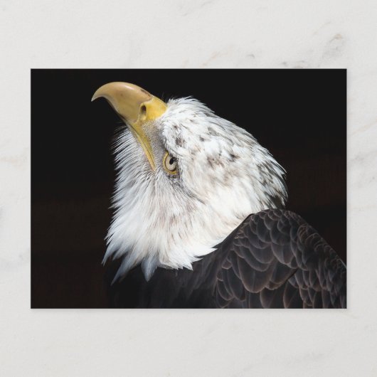 Bald Eagle Portriat Briefkaart (Voorkant)