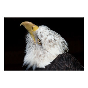 Bald Eagle Portriat Perfect Poster