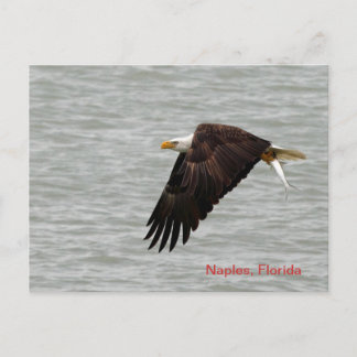 Bald Eagle Post Card Briefkaart