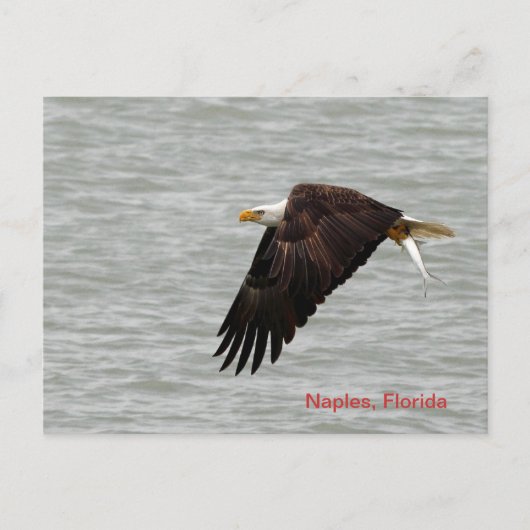Bald Eagle Post Card Briefkaart (Voorkant)