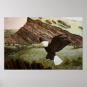 Bald Eagle Poster (Voorkant)