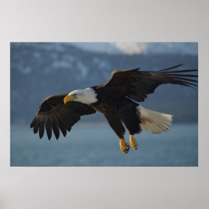 Bald Eagle Poster