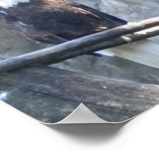 Bald Eagle Poster (Hoek)