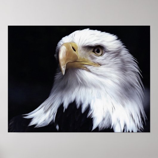 Bald Eagle Poster (Voorkant)