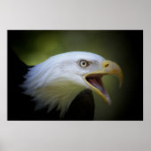 Bald Eagle poster (Voorkant)