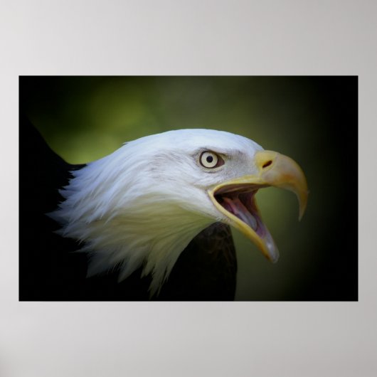 Bald Eagle poster (Voorkant)