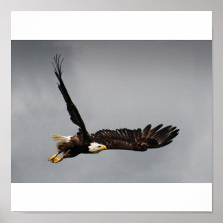 Bald Eagle Poster