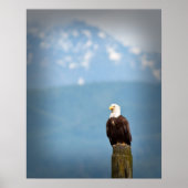 Bald Eagle Poster (Voorkant)