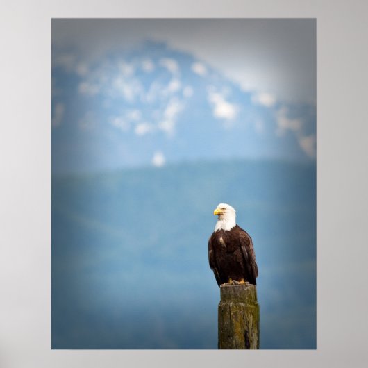 Bald Eagle Poster (Voorkant)