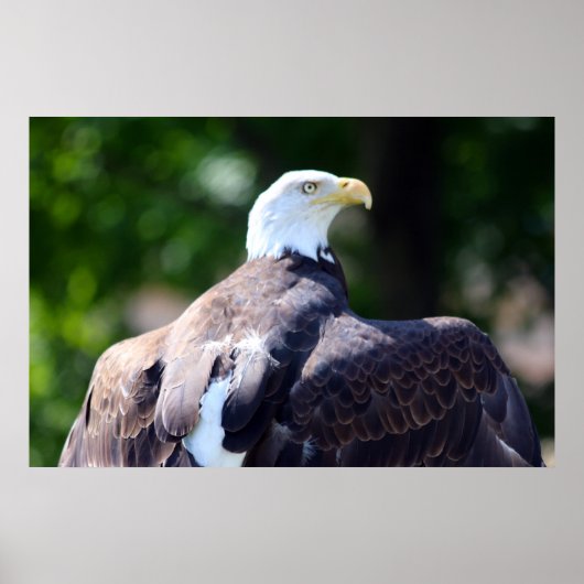 Bald Eagle Poster (Voorkant)