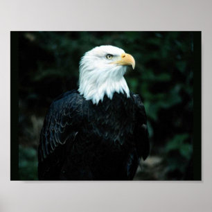 Bald Eagle Poster