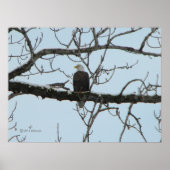 Bald Eagle Poster (Voorkant)
