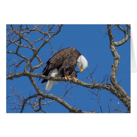 Bald Eagle Preening (Voorkant Horizontaal)