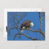 Bald Eagle Preening Briefkaart (Voorkant / Achterkant)