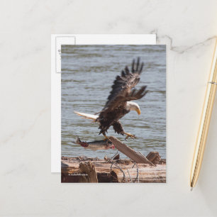Bald Eagle probeert weg te vliegen met zalm Briefkaart