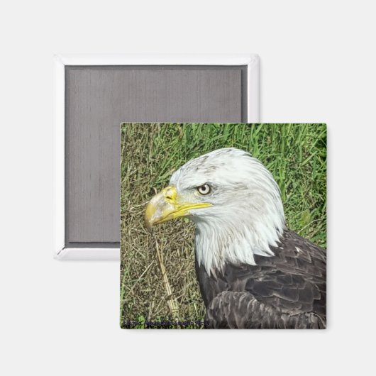 Bald Eagle Profile Magnet Magneet (Voorkant / Achterkant)