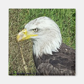 Bald Eagle Profile Magnet Magneet (Voorkant)