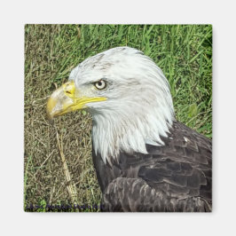 Bald Eagle Profile Magnet Magneet