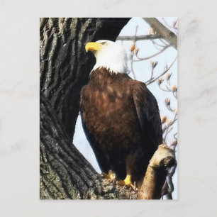 Bald Eagle, Proud and Strong Briefkaart