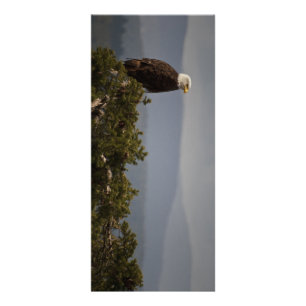 Bald Eagle - Rackkaart Reclamekaart