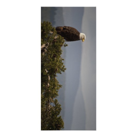 Bald Eagle - Rackkaart Reclamekaart (Voorkant)
