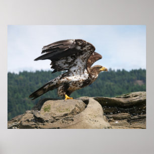 Bald Eagle Ready for Flight Fine Art-afdrukken Poster