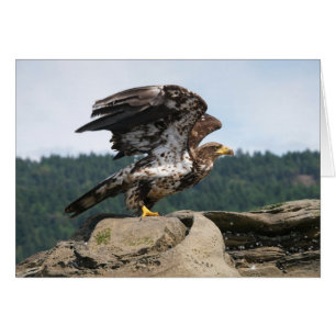 Bald Eagle Ready for Flight - Kaarten