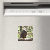 Bald Eagle Refkoelkast Magnet Magneet (Insitu (Vaatwasser))
