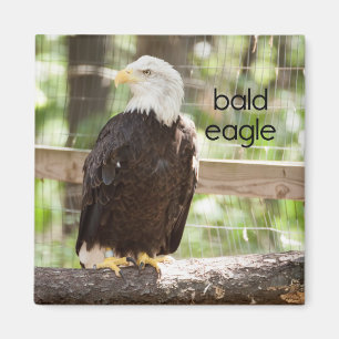 Bald Eagle Refkoelkast Magnet Magneet