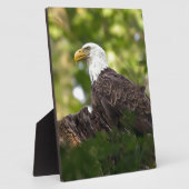Bald Eagle Rest Stop Fotoplaat (Zijkant)