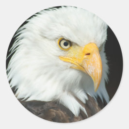 Bald Eagle Ronde Sticker