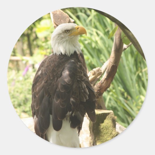 Bald Eagle Ronde Sticker (Voorkant)