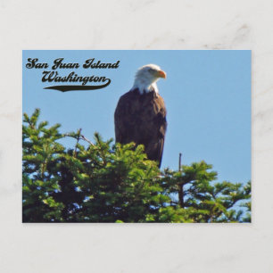 Bald Eagle San Juan Island, Briefkaart Washington