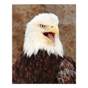 Bald Eagle Screech Foto Afdruk