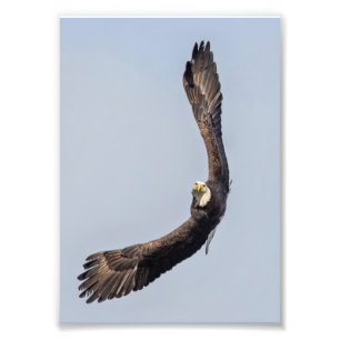 Bald Eagle Sky Carving Foto Afdruk
