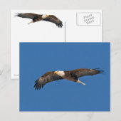Bald Eagle Sky High Briefkaart (Voorkant / Achterkant)