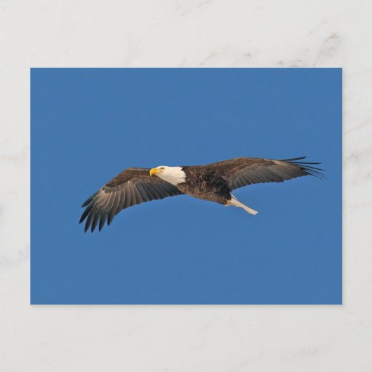 Bald Eagle Sky High Briefkaart (Voorkant)